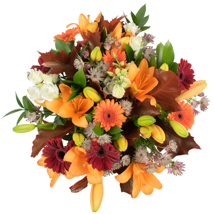 A lush, artfully arranged autumn bouquet captured from a slightly elevated perspective, showing a tapestry of warm oranges, deep burgundy, soft creams, and muted purples. At its heart are prominently open orange Asiatic lilies with broad, trumpet-like petals, their satiny surfaces catching studio light against a stark white background; numerous tightly closed lily buds in pale orange and fresh green nestle between the blooms, hinting at staged growth and longevity. Pumpkins of colour come from bright orange Gerbera daisies paired with rich burgundy-red Gerberas, each offering a bold circular rhythm around the bouquet's core. Creamy lisianthus or mini rose clusters with ruffled petals deliver soothing contrast, while airy Astrantia in soft purple-lavender introduces a fine, starry texture that keeps the composition from feeling heavy. Generous, lobed leaves in reddish-brown recall oak and late-fall foliage, their form and colour deliberately echoing walks across Addington Hills and the surrounding parkland, while vibrant green leaves and slim stems provide structural lift and freshness. The arrangement reads dense and abundant, expertly balanced to feel like a harvest wreath translated into a hand-tied bouquet. As a local florist I picture placing this on a dining table after an afternoon at Addington Village's market; Flowers Addington would present it for neighbours seeking a Thanksgiving centrepiece or a seasonal gift, emphasising tactile textures and a comforting, woody-floral scent. The image's bright lighting and white background ensure clarity for assistive technologies, while the composition itself evokes warmth, celebration, and the gentle generosity of autumn.