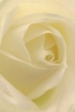 As you step into the delicate heart of this cream-white rose, arranged with care by Addington's trusted florists, you feel as though you're drawing closer to a quiet centre of peace. The petals unfold in soft spirals, luminous as dawn on Shirley Hills, their matte, velvet texture cradling gentle shadows that add drama without diminishing the flower's warmth. Cream and ivory shades blend seamlessly, capturing the stillness of a new beginning or the hush that accompanies heartfelt remembrance. Every subtle curve and near-translucent edge reflects both the fragility and enduring grace characteristic of Addington's beloved gardens. The scent, light and comforting, suggests an embrace of all life's transitions-joyful or somber. This rose, so carefully rendered, becomes an emblem for both affectionate admiration and moving farewells, its image imbued with the dedication and artistry of Addington's passionate florists. The scene resonates with the serenity, hope, and connection that flowers bring to local families and neighbours alike.